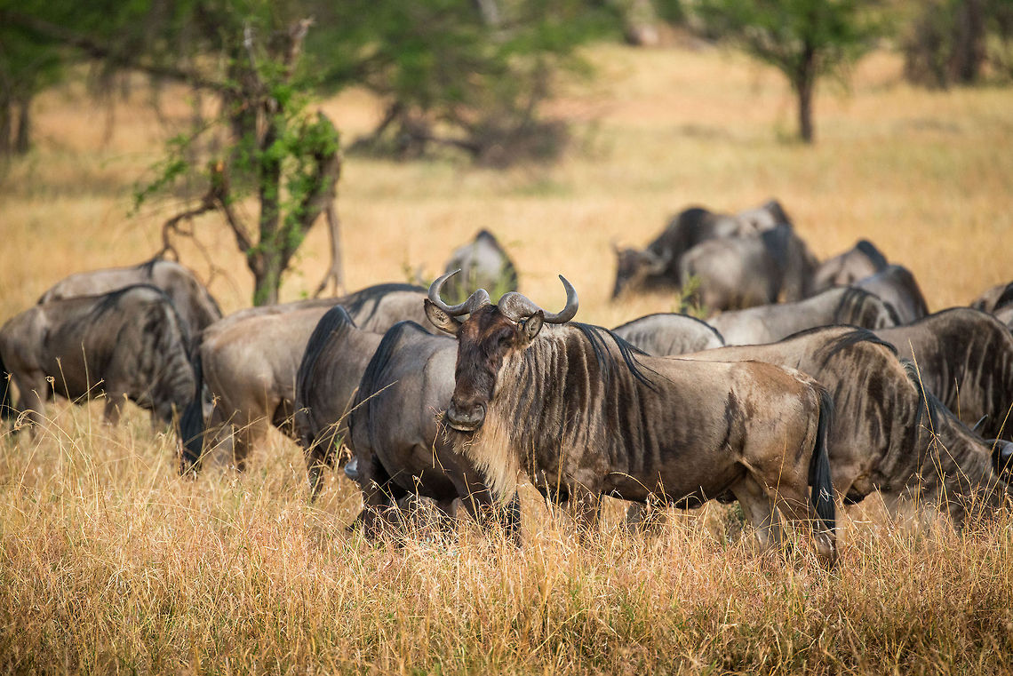 Wildebeests closeup, Serengeti North  Africa,Blue wildebeest,Connochaetes taurinus,Serengeti National Park,Serengeti North,Serengeti area,Tanzania