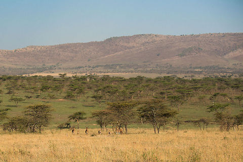 Serengeti North landscape, with Hartebeest family in front  Africa,Alcelaphus buselaphus cokii,Cokes Hartebeest,Serengeti National Park,Serengeti North,Serengeti area,Tanzania