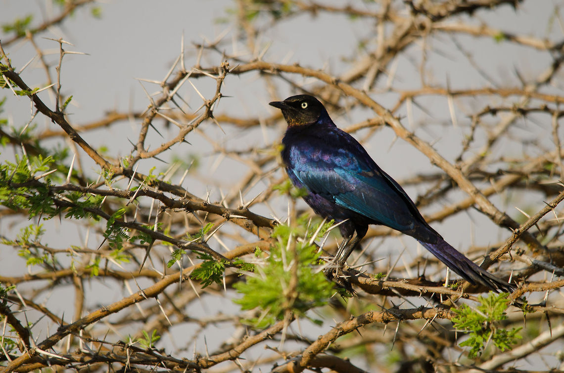 Rüppells Starling in spiky Acacia Tree, Serengeti North  Africa,Lamprotornis purpuroptera,Rüppells Starling,Serengeti National Park,Serengeti North,Serengeti area,Tanzania