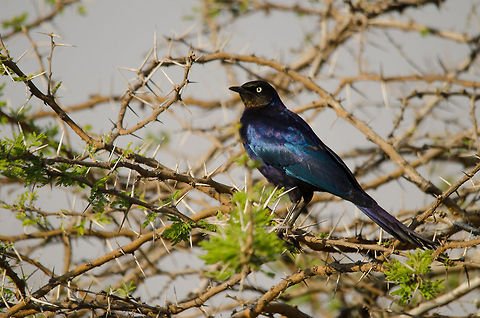 Rüppells Starling in spiky Acacia Tree, Serengeti North  Africa,Lamprotornis purpuroptera,Rüppells Starling,Serengeti National Park,Serengeti North,Serengeti area,Tanzania