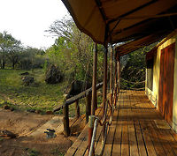 African Buffalo grazing in front of our lodge This was the morning of our last day in Tanzania, where we discovered an African Buffalo grazing in front of the lodge. Needless to say, breakfast was a bit later. In this same area of lodges, we also ran into a hippo at night, as well as a young elephant.  Africa,African buffalo,Serengeti National Park,Serengeti North,Serengeti area,Syncerus caffer,Tanzania