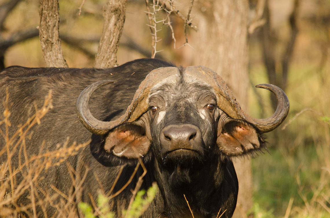 Closeup of African Buffalo grazing in our garden, Serengeti North  Africa,African buffalo,Geotagged,Serengeti National Park,Serengeti North,Serengeti area,Syncerus caffer,Tanzania