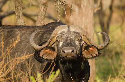Closeup of African Buffalo grazing in our garden, Serengeti North  Africa,African buffalo,Geotagged,Serengeti National Park,Serengeti North,Serengeti area,Syncerus caffer,Tanzania
