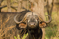 Closeup of African Buffalo grazing in our garden, Serengeti North  Africa,African buffalo,Geotagged,Serengeti National Park,Serengeti North,Serengeti area,Syncerus caffer,Tanzania