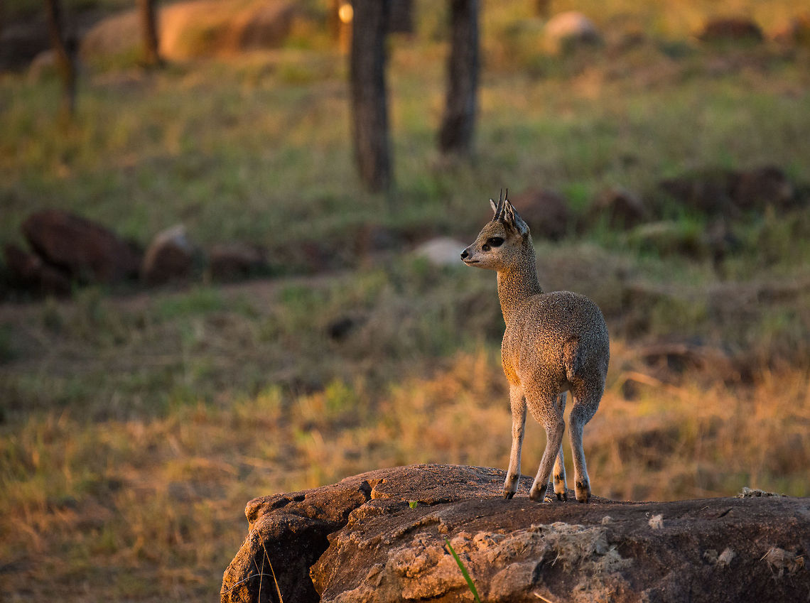 Klipspringer at sunset, Serengeti North  Africa,Klipspringer,Oreotragus oreotragus,Serengeti National Park,Serengeti North,Serengeti area,Tanzania