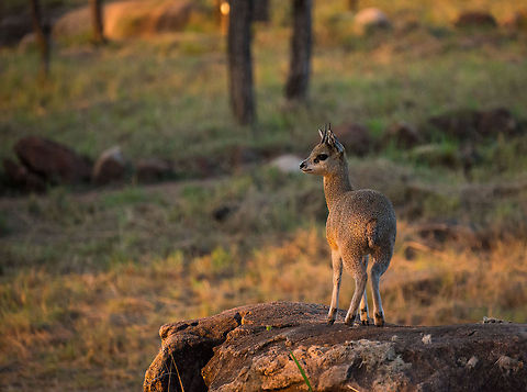 Klipspringer at sunset, Serengeti North  Africa,Klipspringer,Oreotragus oreotragus,Serengeti National Park,Serengeti North,Serengeti area,Tanzania