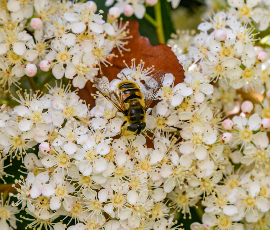 Common Drone Fly on Firethorn, Heesch, Netherlands  Common Drone Fly,Eristalis tenax,Europe,Geotagged,Heesch,Netherlands,Spring,World,the Netherlands