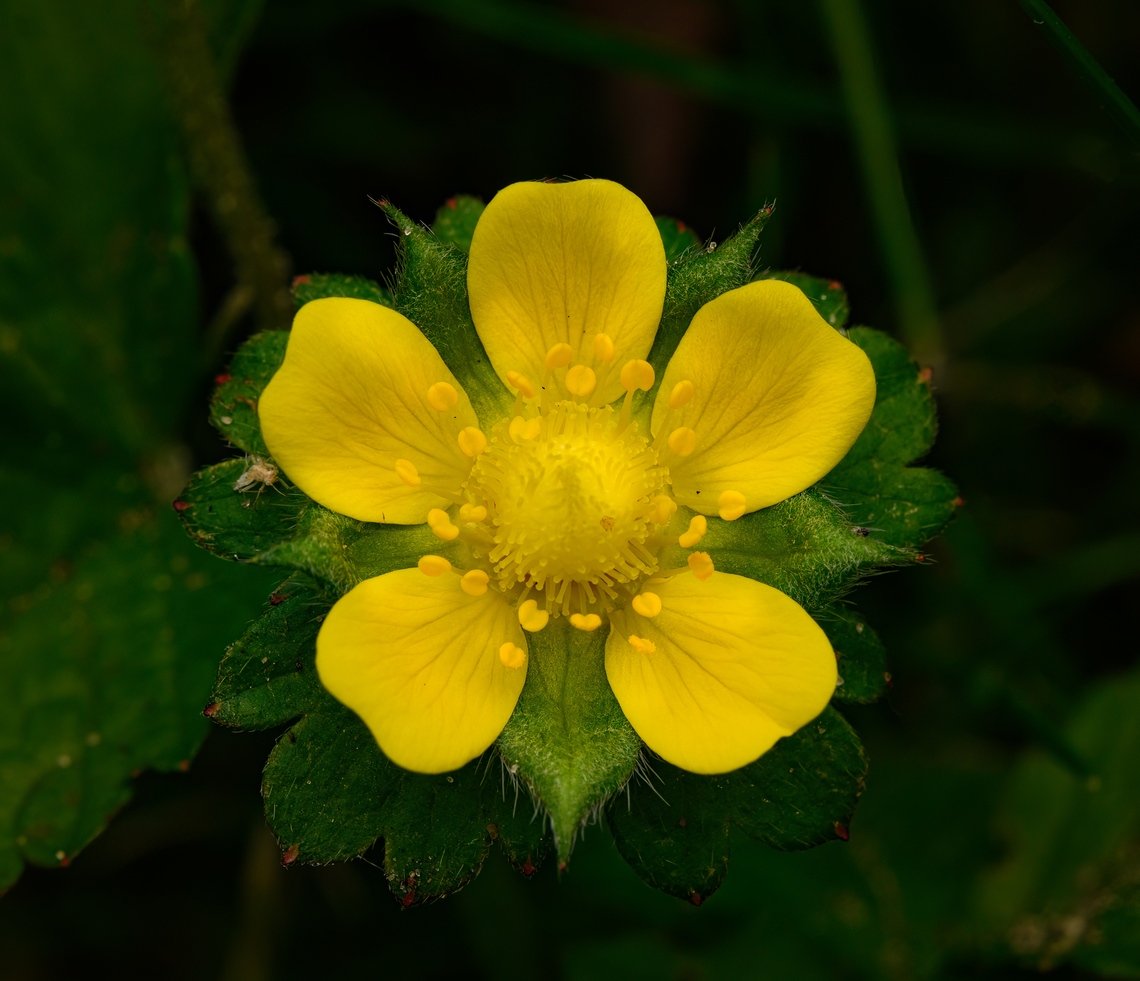 Mock Strawberry flower closeup, Heesch, Netherlands Introduced species. This is a closeup of the blooming flower, which is about 1.5-2cm in size. Europe,Geotagged,Heesch,Mock Strawberry,Netherlands,Potentilla indica,Spring,World,the Netherlands