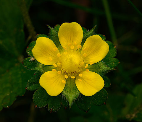 Mock Strawberry flower closeup, Heesch, Netherlands Introduced species. This is a closeup of the blooming flower, which is about 1.5-2cm in size. Europe,Geotagged,Heesch,Mock Strawberry,Netherlands,Potentilla indica,Spring,World,the Netherlands