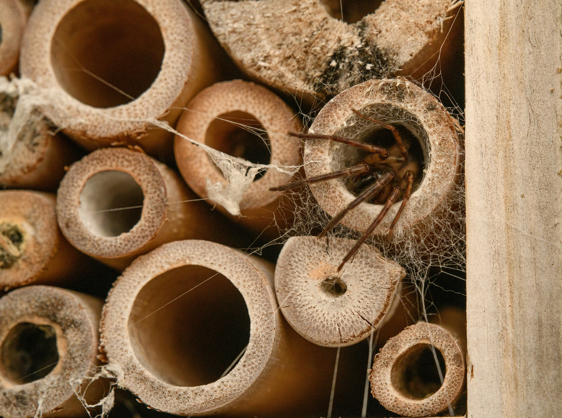 Segestria senoculata, Heesch, Netherlands This species of Segestria is opportunistically using a tube in our old insect hotel. The 10-12 trap lines on the outside are typical for this genus. In Dutch we call this genus &quot;six-eyes&quot;, which needs little explaining. Europe,Geotagged,Heesch,Netherlands,Segestria senoculata,Snake-back spider,Spring,World,the Netherlands