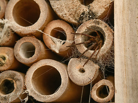 Segestria senoculata, Heesch, Netherlands This species of Segestria is opportunistically using a tube in our old insect hotel. The 10-12 trap lines on the outside are typical for this genus. In Dutch we call this genus "six-eyes", which needs little explaining. Europe,Geotagged,Heesch,Netherlands,Segestria senoculata,Snake-back spider,Spring,World,the Netherlands