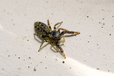 Marpissa muscosa, Heesch, Netherlands Found on our garden shed, very active and not very cooperative. Europe,Fencepost Jumping Spider,Geotagged,Heesch,Marpissa muscosa,Netherlands,Spring,World,the Netherlands