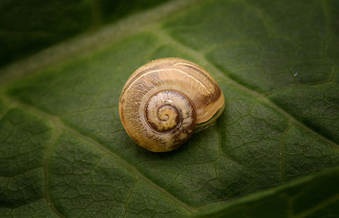 Brown-lipped Snail, Heesch, Netherlands  Brown-lipped Snail,Cepaea nemoralis,Europe,Geotagged,Heesch,Netherlands,Spring,World,the Netherlands