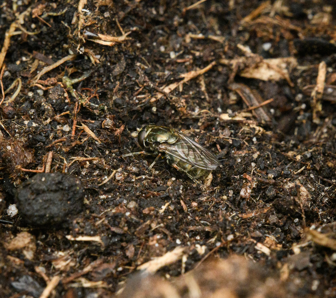 Cheilosia sp., Heesch, Netherlands  Europe,Geotagged,Heesch,Netherlands,Spring,World,the Netherlands