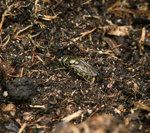 Cheilosia sp., Heesch, Netherlands  Europe,Geotagged,Heesch,Netherlands,Spring,World,the Netherlands