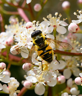 Stripe-winged Drone Fly, Heesch, Netherlands  Eristalis horticola,Europe,Geotagged,Heesch,Netherlands,Spring,World,the Netherlands
