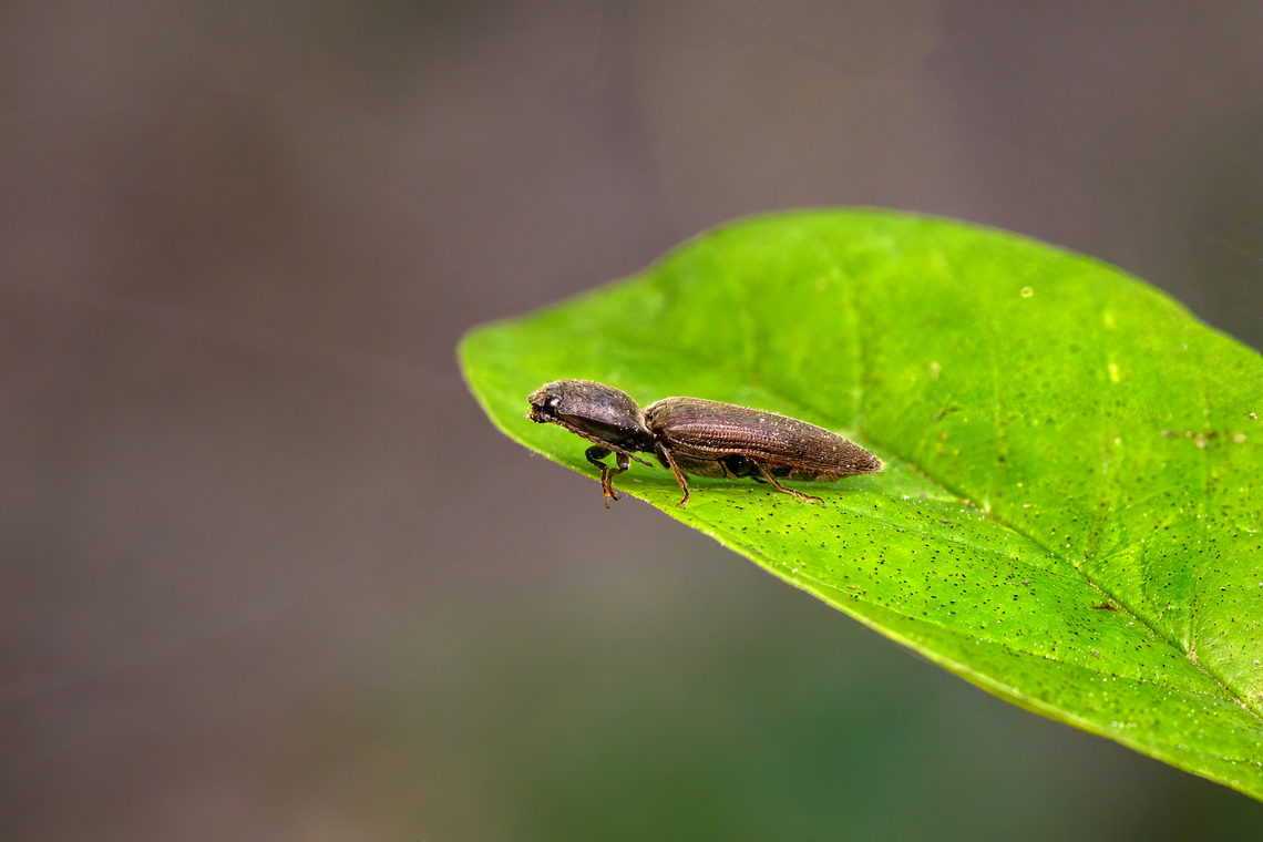 Athous haemorrhoidalis, Heesch, Netherlands  Athous haemorrhoidalis,Europe,Geotagged,Heesch,Netherlands,Spring,World,the Netherlands
