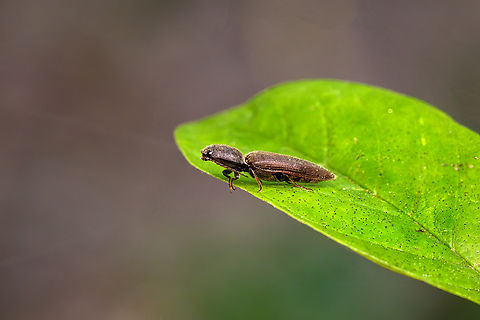 Athous haemorrhoidalis, Heesch, Netherlands  Athous haemorrhoidalis,Europe,Geotagged,Heesch,Netherlands,Spring,World,the Netherlands