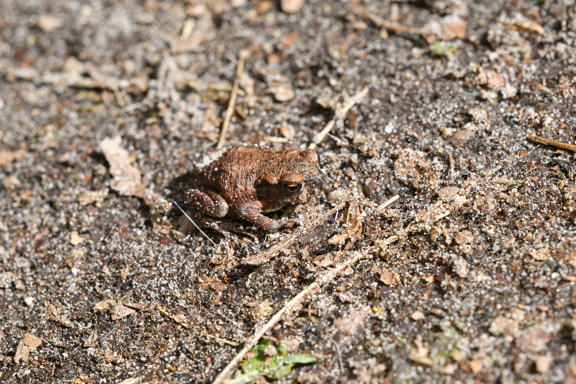 European Toad, Heesch, Netherlands Juvenile crossing a path, almost stepped on it. Bufo bufo,Common toad,Europe,Geotagged,Heesch,Netherlands,Spring,World,the Netherlands