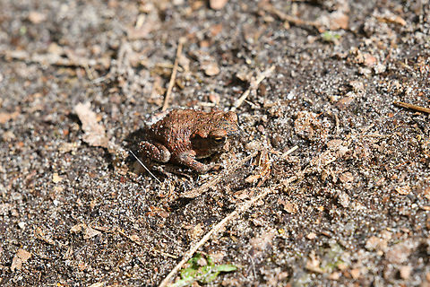 European Toad, Heesch, Netherlands Juvenile crossing a path, almost stepped on it. Bufo bufo,Common toad,Europe,Geotagged,Heesch,Netherlands,Spring,World,the Netherlands