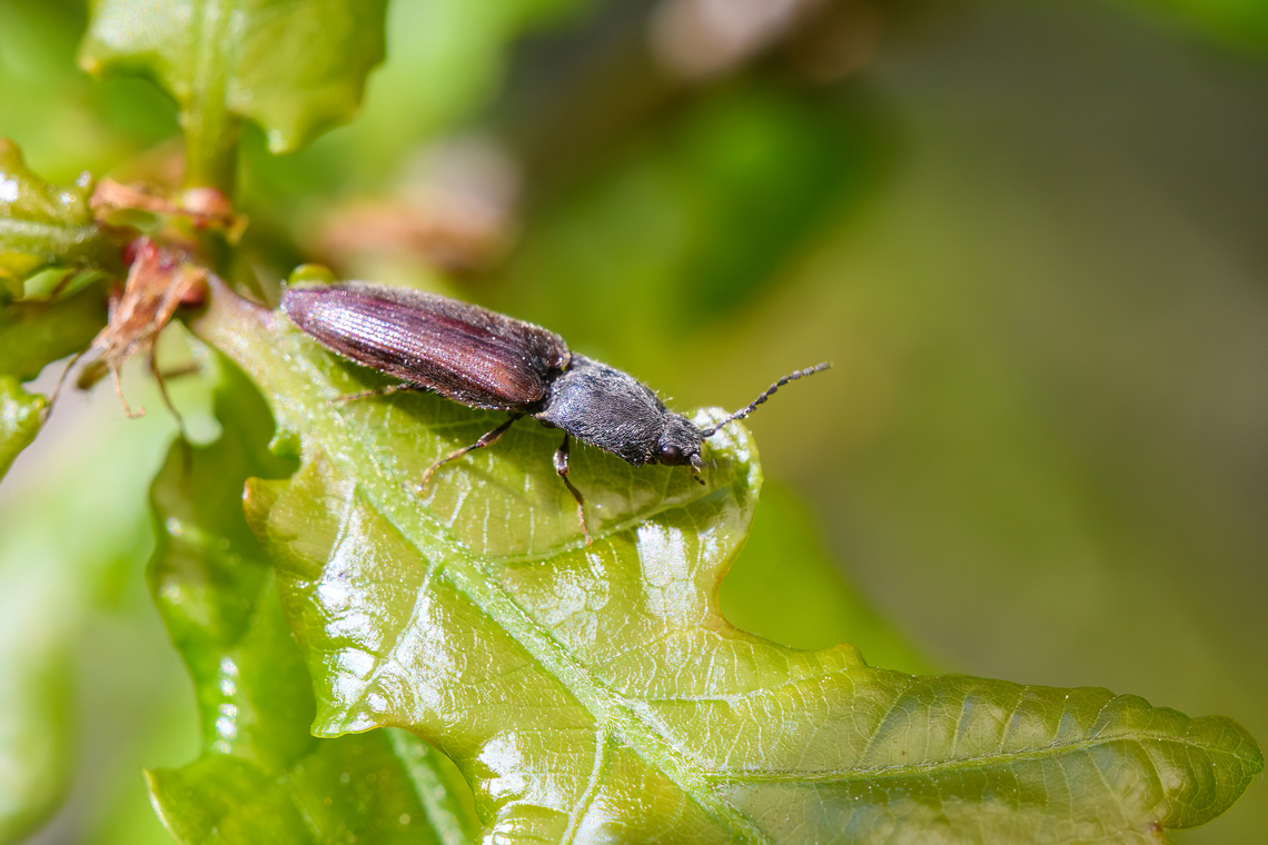 Athous haemorrhoidalis on oak (closeup), Heesch, Netherlands <figure class="photo"><a href="https://www.jungledragon.com/image/152225/athous_haemorrhoidalis_on_oak_heesch_netherlands.html" title="Athous haemorrhoidalis on oak, Heesch, Netherlands"><img src="https://s3.amazonaws.com/media.jungledragon.com/images/2/152225_thumb.jpg?AWSAccessKeyId=05GMT0V3GWVNE7GGM1R2&Expires=1769040010&Signature=E2a5Jx1Aw3N7sTU3YNReAACq6vg%3D" width="200" height="134" alt="Athous haemorrhoidalis on oak, Heesch, Netherlands https://www.jungledragon.com/image/152224/athous_haemorrhoidalis_on_oak_closeup_heesch_netherlands.html Athous haemorrhoidalis,Common Brown Click Beetle,Europe,Geotagged,Heesch,Netherlands,Spring,World,the Netherlands" /></a></figure> Athous haemorrhoidalis,Common Brown Click Beetle,Europe,Geotagged,Heesch,Netherlands,Spring,World,the Netherlands