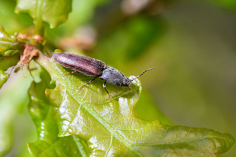 Athous haemorrhoidalis on oak (closeup), Heesch, Netherlands https://www.jungledragon.com/image/152225/athous_haemorrhoidalis_on_oak_heesch_netherlands.html Athous haemorrhoidalis,Common Brown Click Beetle,Europe,Geotagged,Heesch,Netherlands,Spring,World,the Netherlands