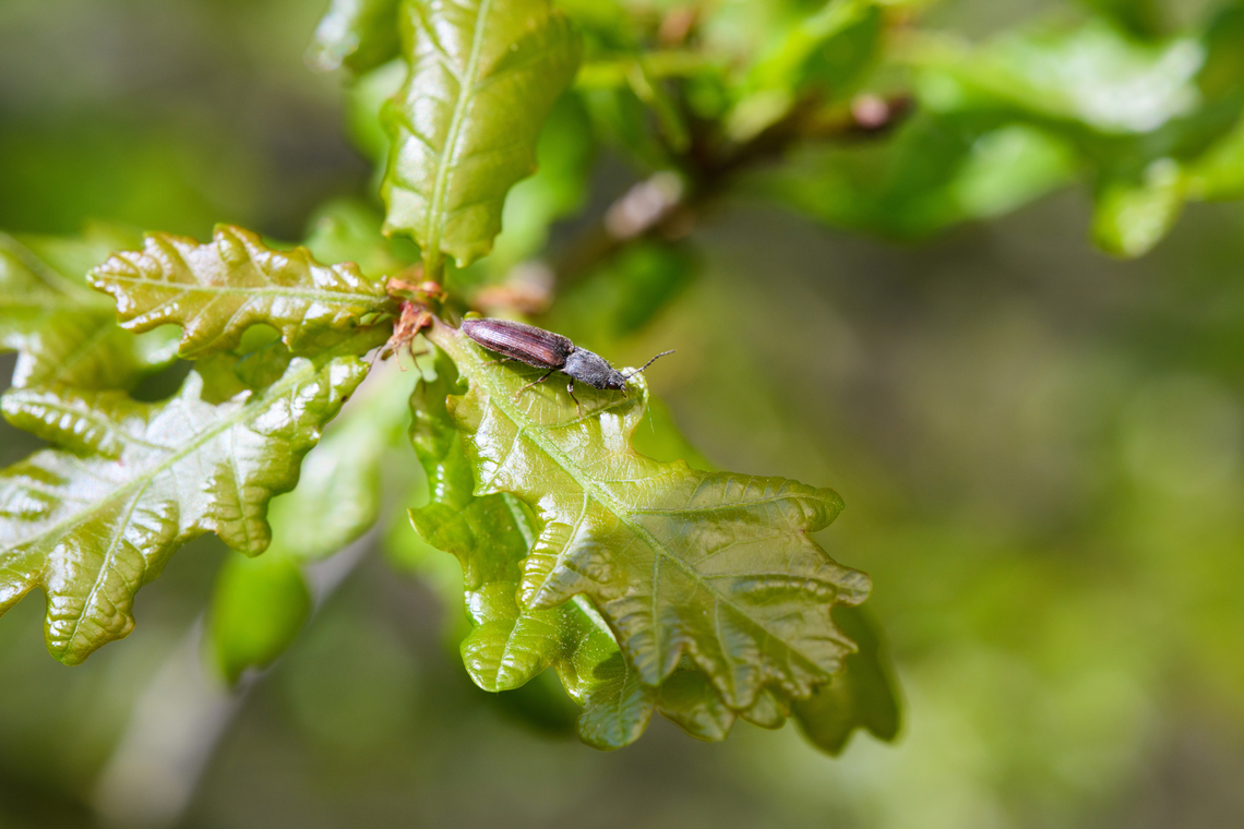 Athous haemorrhoidalis on oak, Heesch, Netherlands <figure class="photo"><a href="https://www.jungledragon.com/image/152224/athous_haemorrhoidalis_on_oak_closeup_heesch_netherlands.html" title="Athous haemorrhoidalis on oak (closeup), Heesch, Netherlands"><img src="https://s3.amazonaws.com/media.jungledragon.com/images/2/152224_thumb.jpg?AWSAccessKeyId=05GMT0V3GWVNE7GGM1R2&Expires=1759968010&Signature=5zzJE8THXzRKsuiZerNrVixIRII%3D" width="200" height="134" alt="Athous haemorrhoidalis on oak (closeup), Heesch, Netherlands https://www.jungledragon.com/image/152225/athous_haemorrhoidalis_on_oak_heesch_netherlands.html Athous haemorrhoidalis,Common Brown Click Beetle,Europe,Geotagged,Heesch,Netherlands,Spring,World,the Netherlands" /></a></figure> Athous haemorrhoidalis,Common Brown Click Beetle,Europe,Geotagged,Heesch,Netherlands,Spring,World,the Netherlands