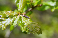 Athous haemorrhoidalis on oak, Heesch, Netherlands https://www.jungledragon.com/image/152224/athous_haemorrhoidalis_on_oak_closeup_heesch_netherlands.html Athous haemorrhoidalis,Common Brown Click Beetle,Europe,Geotagged,Heesch,Netherlands,Spring,World,the Netherlands
