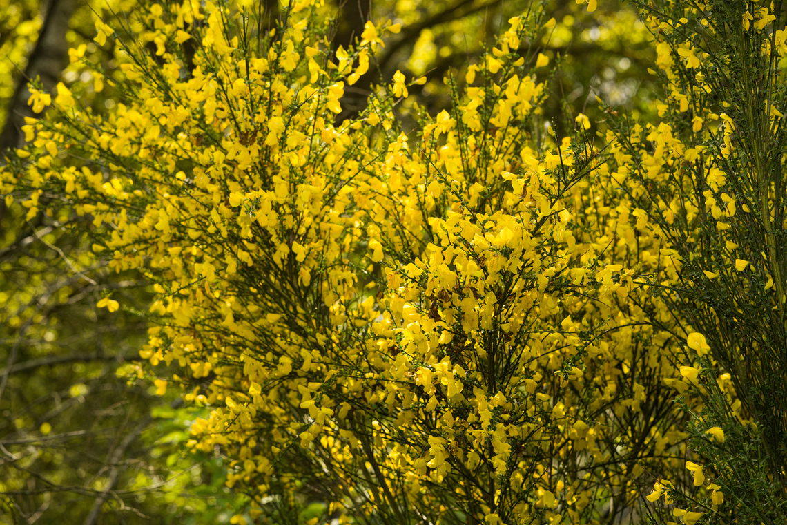 Common Broom, Heesch, Netherlands <figure class="photo"><a href="https://www.jungledragon.com/image/152318/common_broom_-_flower_heesch_netherlands.html" title="Common Broom - flower, Heesch, Netherlands"><img src="https://s3.amazonaws.com/media.jungledragon.com/images/2/152318_thumb.jpg?AWSAccessKeyId=05GMT0V3GWVNE7GGM1R2&Expires=1759968010&Signature=4kYk8GZn0uVvIAQc%2BMyGKuGit2o%3D" width="128" height="152" alt="Common Broom - flower, Heesch, Netherlands Closeup of a single flower, post pollination. The anthers catapult out like a spring upon contact.<br />
https://www.jungledragon.com/image/152317/common_broom_heesch_netherlands.html Common Broom,Cytisus scoparius,Europe,Geotagged,Heesch,Netherlands,Spring,World,the Netherlands" /></a></figure> Common Broom,Cytisus scoparius,Europe,Geotagged,Heesch,Netherlands,Spring,World,the Netherlands