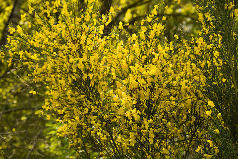 Common Broom, Heesch, Netherlands https://www.jungledragon.com/image/152318/common_broom_-_flower_heesch_netherlands.html Common Broom,Cytisus scoparius,Europe,Geotagged,Heesch,Netherlands,Spring,World,the Netherlands