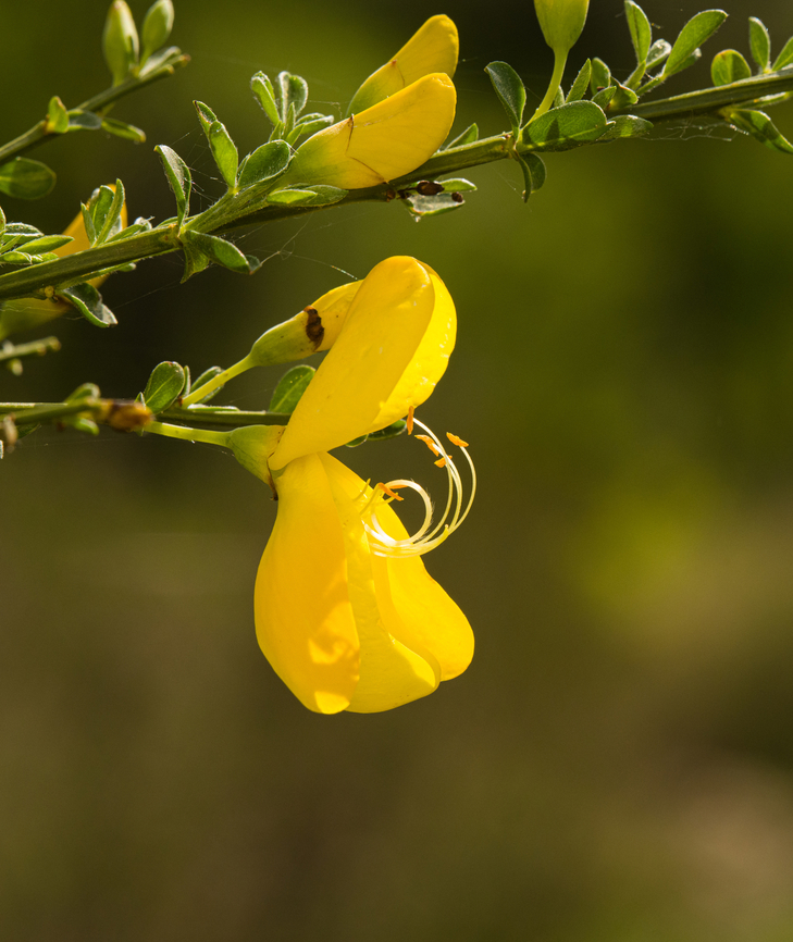 Common Broom - flower, Heesch, Netherlands Closeup of a single flower, post pollination. The anthers catapult out like a spring upon contact.<br />
<figure class="photo"><a href="https://www.jungledragon.com/image/152317/common_broom_heesch_netherlands.html" title="Common Broom, Heesch, Netherlands"><img src="https://s3.amazonaws.com/media.jungledragon.com/images/2/152317_thumb.jpg?AWSAccessKeyId=05GMT0V3GWVNE7GGM1R2&Expires=1759968010&Signature=8r5jowiRDtn4MBBZH8ZEDiWxutc%3D" width="200" height="134" alt="Common Broom, Heesch, Netherlands https://www.jungledragon.com/image/152318/common_broom_-_flower_heesch_netherlands.html Common Broom,Cytisus scoparius,Europe,Geotagged,Heesch,Netherlands,Spring,World,the Netherlands" /></a></figure> Common Broom,Cytisus scoparius,Europe,Geotagged,Heesch,Netherlands,Spring,World,the Netherlands