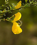 Common Broom - flower, Heesch, Netherlands Closeup of a single flower, post pollination. The anthers catapult out like a spring upon contact.<br />
https://www.jungledragon.com/image/152317/common_broom_heesch_netherlands.html Common Broom,Cytisus scoparius,Europe,Geotagged,Heesch,Netherlands,Spring,World,the Netherlands