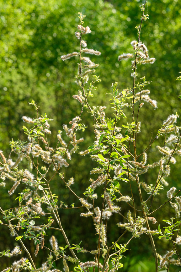 Eared Willow, Heesch, Netherlands  Europe,Geotagged,Heesch,Netherlands,Salix aurita,Spring,World,the Netherlands