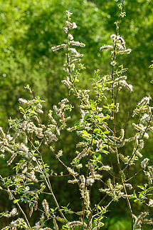 Eared Willow, Heesch, Netherlands  Europe,Geotagged,Heesch,Netherlands,Salix aurita,Spring,World,the Netherlands