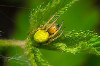 Cucumber Green Spider - closeup, Heesch, Netherlands About 6-8mm in size.<br />
https://www.jungledragon.com/image/152321/cucumber_green_spider_heesch_netherlands.html Araniella cucurbitina,Cucumber Green Spider,Europe,Geotagged,Heesch,Netherlands,Spring,World,the Netherlands