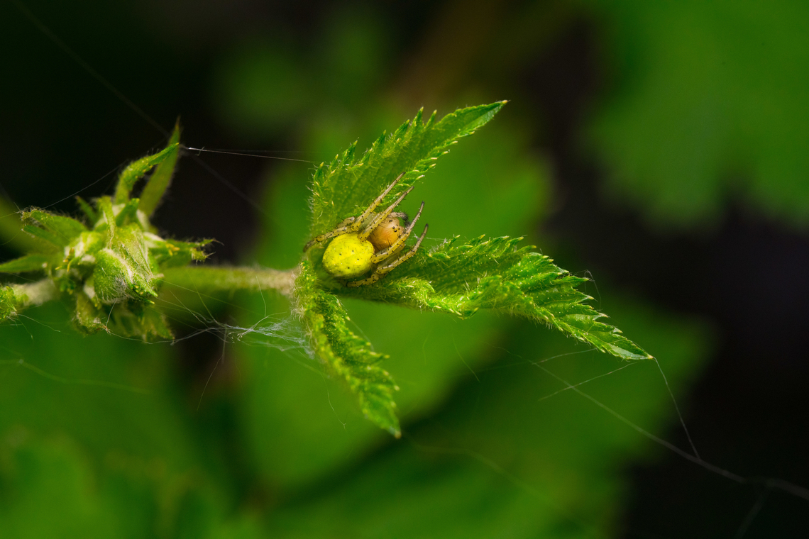 Cucumber Green Spider, Heesch, Netherlands About 6-8mm in size.<br />
<figure class="photo"><a href="https://www.jungledragon.com/image/152320/cucumber_green_spider_-_closeup_heesch_netherlands.html" title="Cucumber Green Spider - closeup, Heesch, Netherlands"><img src="https://s3.amazonaws.com/media.jungledragon.com/images/2/152320_thumb.jpg?AWSAccessKeyId=05GMT0V3GWVNE7GGM1R2&Expires=1759968010&Signature=hQoacApqnyRxw8hIn4xDXJkjgJY%3D" width="200" height="134" alt="Cucumber Green Spider - closeup, Heesch, Netherlands About 6-8mm in size.<br />
https://www.jungledragon.com/image/152321/cucumber_green_spider_heesch_netherlands.html Araniella cucurbitina,Cucumber Green Spider,Europe,Geotagged,Heesch,Netherlands,Spring,World,the Netherlands" /></a></figure> Araniella cucurbitina,Cucumber green spider,Europe,Geotagged,Heesch,Netherlands,Spring,World,the Netherlands