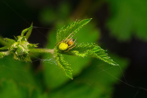 Cucumber Green Spider, Heesch, Netherlands About 6-8mm in size.
https://www.jungledragon.com/image/152320/cucumber_green_spider_-_closeup_heesch_netherlands.html Araniella cucurbitina,Cucumber green spider,Europe,Geotagged,Heesch,Netherlands,Spring,World,the Netherlands