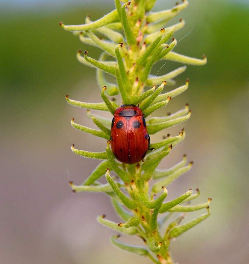 Gonioctena viminalis, Heesch, Netherlands Found on willow (Salix sp.). The dutch name for this beetle refers to its host plant: roodbruin wilgenhaantje = red-brown willow-beetle. Europe,Geotagged,Gonioctena viminalis,Heesch,Netherlands,Spring,World,the Netherlands