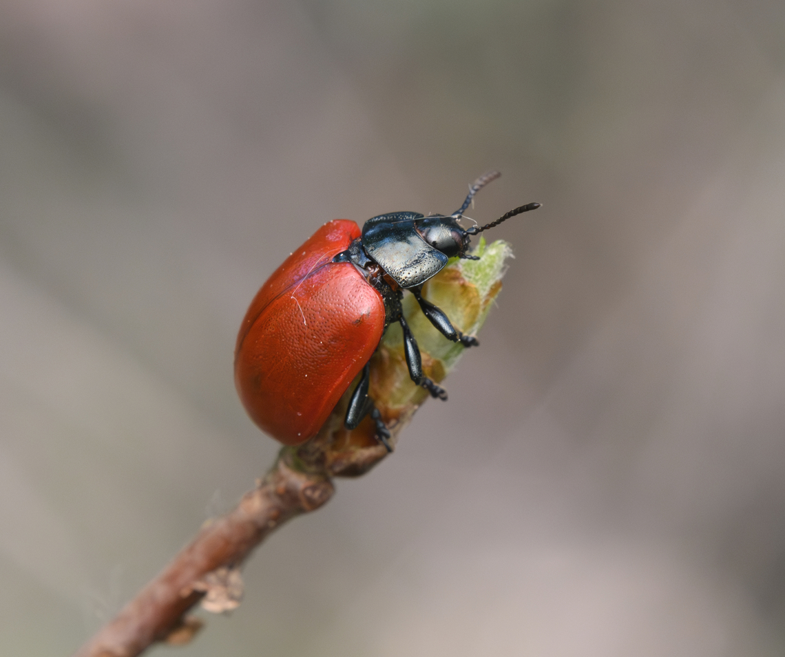 Poplar Leaf Beetle, Heesch, Netherlands About 13mm in size. Chrysomela populi,Europe,Geotagged,Heesch,Netherlands,Poplar Leaf Beetle,Spring,World,the Netherlands