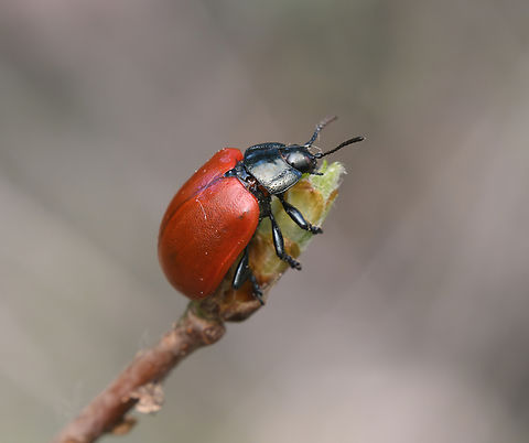 Poplar Leaf Beetle, Heesch, Netherlands About 13mm in size. Chrysomela populi,Europe,Geotagged,Heesch,Netherlands,Poplar Leaf Beetle,Spring,World,the Netherlands