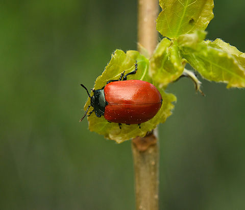 Poplar Leaf Beetle, Heesch, Netherlands  Chrysomela populi,Europe,Geotagged,Heesch,Netherlands,Poplar Leaf Beetle,Spring,World,the Netherlands