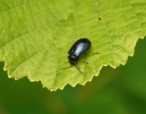 Alder Leaf Beetle, Heesch, Netherlands  Agelastica alni,Alder Leaf Beetle,Europe,Geotagged,Heesch,Netherlands,Spring,World,the Netherlands