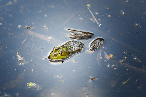 Edible frog, Heesch, Netherlands  Edible frog,Europe,Geotagged,Heesch,Netherlands,Pelophylax kl. esculentus,Spring,World,the Netherlands