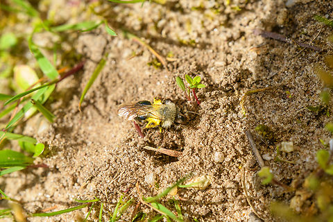 Grey-backed Mining Bee, Heesch, Netherlands One of the largest mining bees. Relatively uncommon in the Netherlands, here found at a crucial stage in the lifecycle. This is the pollen-loaded female digging a nest. They are very powerful diggers and undithered when in dig mode. The nest will be as deep as 25-50 cm. When finished, she'll knead the pollen into a ball and lay an egg on top of it. She'll then soon die. Her potential offspring is far from safe, several species of parasitic wasp will attempt to lay their earlier-hatching eggs on top of this bee's egg.

One such parasite is the Greater bee fly that will actually "bomb" the nest. Flying lowly over the nest opening, they then drop their egg into it.
https://www.youtube.com/watch?v=UpfvXXE_VY8
https://www.youtube.com/watch?v=whRkZ1BS1dE Andrena vaga,Europe,Geotagged,Heesch,Netherlands,Spring,World,the Netherlands