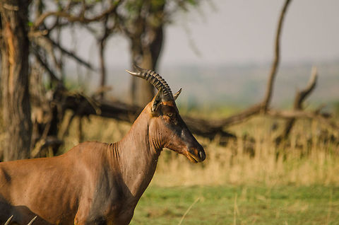 Topi closeup, Serengeti North  Africa,Damaliscus korrigum,Geotagged,Serengeti National Park,Serengeti North,Serengeti area,Tanzania,Topi