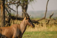 Topi closeup, Serengeti North  Africa,Damaliscus korrigum,Geotagged,Serengeti National Park,Serengeti North,Serengeti area,Tanzania,Topi