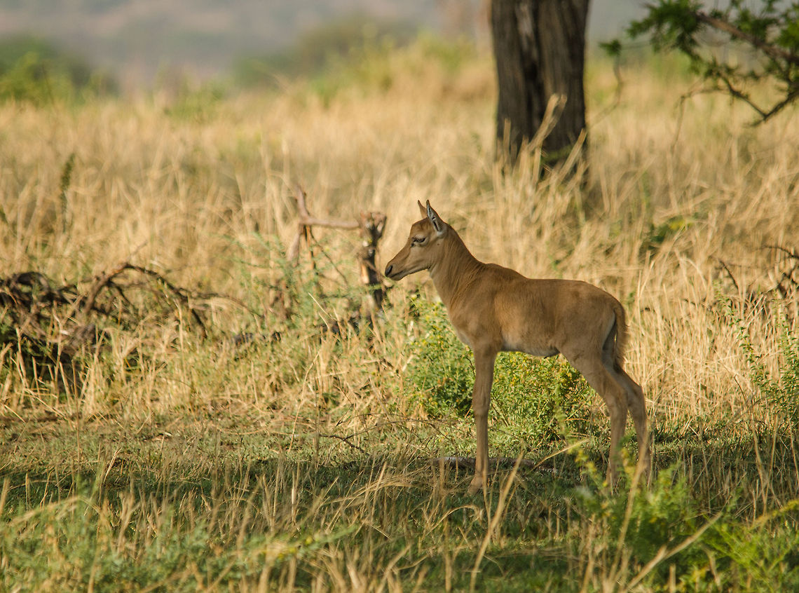 Topi youngster, Serengeti North  Africa,Damaliscus korrigum,Geotagged,Serengeti National Park,Serengeti North,Serengeti area,Tanzania,Topi