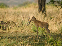 Topi youngster, Serengeti North  Africa,Damaliscus korrigum,Geotagged,Serengeti National Park,Serengeti North,Serengeti area,Tanzania,Topi