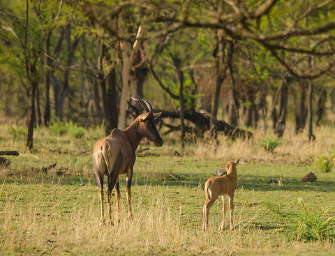 Adult and young Topi, Serengeti North  Africa,Damaliscus korrigum,Geotagged,Serengeti National Park,Serengeti North,Serengeti area,Tanzania,Topi
