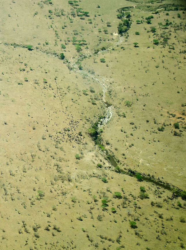 The Great Migration from the air - 2 Aerial shot of Wildebeest trying to cross the Mara river, as part of the famous Great Migration. Africa,Blue wildebeest,Connochaetes taurinus,Serengeti North,Serengeti area,Tanzania